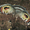 Sunbittern